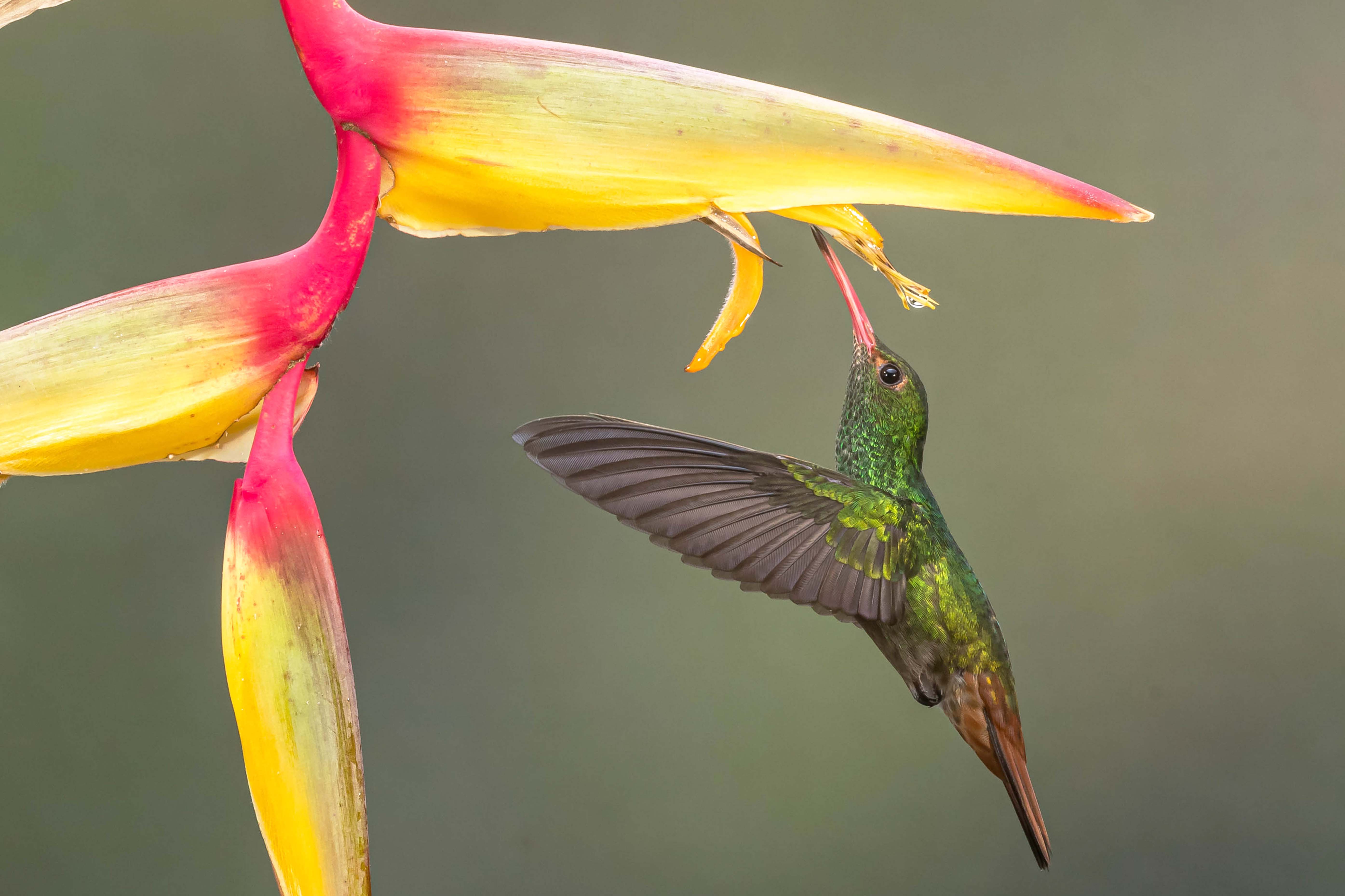 Birding and Harping